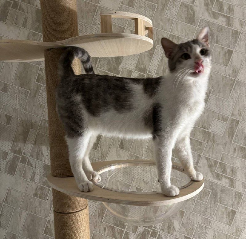 Амур и Гудини ищут родителей (пусть мама услышит, пусть мама придет) — фото 1