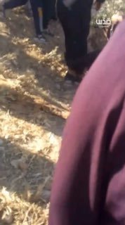 בחסות חיילי הכיבוש, מיליציות מתנחלים תוקפות נשים באזור חווארה של מוספר יטא, דרומית לחברון.