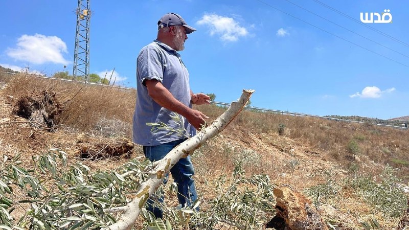 בצער ובדיכוי, חקלאי שאהר קאט מהכפר מדאמא שמדרום לשכם בודק את אדמתו לאחר שהכיבוש עקר כ-1,500 עצי זית.