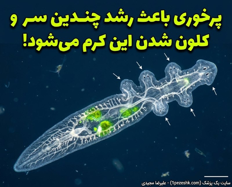 1pezeshk یک پزشک: 🔬 وقتی پرخوری باعث می‌شود یک کرم چندین سر جدید در بیاورد!▫️ پژوهشگران دریافتند که فراوانی یک طعمه جلبکی خاص باعث تداخل د