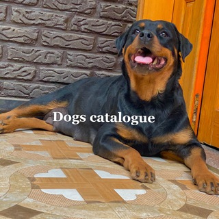 Dogs Catalogue