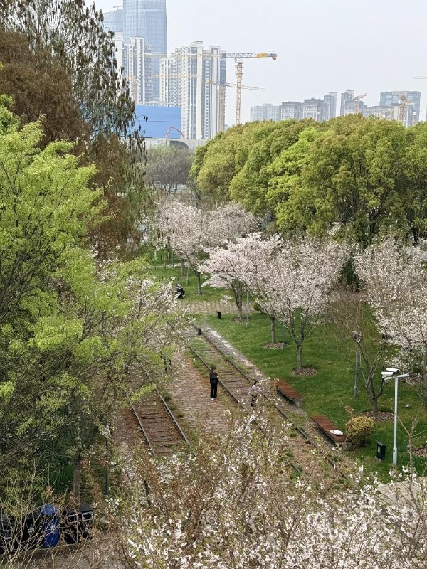 上海西岸的樱花林manner coffee 实在太高级了上海西岸的樱花林manner coffee 实在太高级了