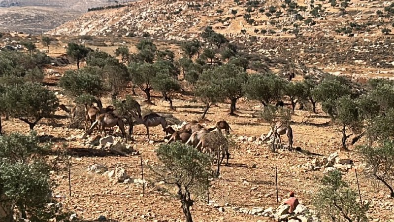 מתנחלים הסתערו על קהילת אמליחאת ממזרח לעיירה אל-טייבה, מזרחית לרמאללה, ושחררו את הגמלים ובעלי החיים שלהם בי…
