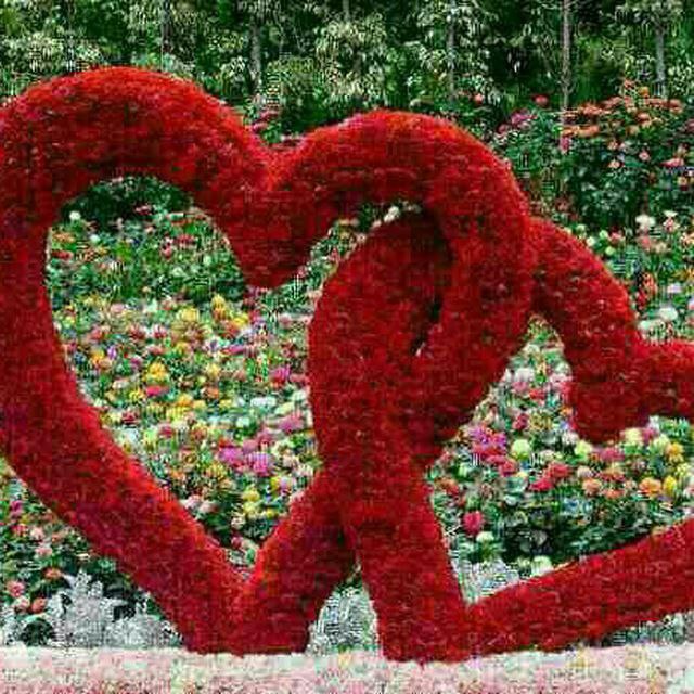 میانادان نه خبر 💯: ♥️🌺♥️♥️ مهربانی🌺 زیباترین هدیه خداوند به ماست♥️ مانیز خداگونه آن را بی منت🌺 به دیگران هدیه کنیم♥️تقدیم به دوستان مهربانم