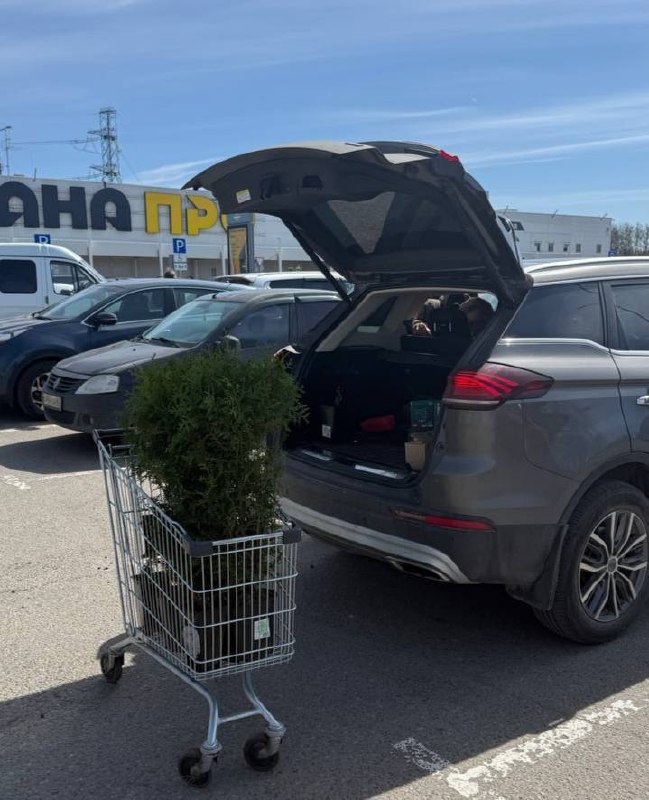 Вчера ездили по делам в Москву и я уговорила Пашу заскочить в садовый отдел Леруа В итоге купили 3 туи Брабант и 5 травянистых пионов Туи думаем по... - изображение 1 - туи, telegram, view