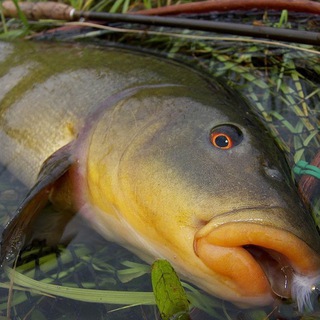 Рибалки | Rivnefish chat Telegram Group Link