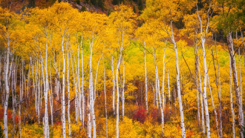 Colorado in full colorAspens in the White River National Forest, Colorado (© Jason Hatfield/Tandem Stills + Motion)