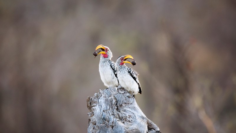 Wild about wildlifeSouthern yellow-billed hornbills in Kruger National Park, South Africa (© Richard Du Toit/Minden Pictures)