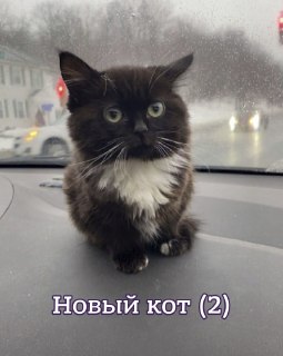 Новый вид кошек открыли впервые за 100 летУчёные впервые более чем за сто лет описали новый вид дикого кота — Leopardus tilcayo, обитающего в облачных лесах Юнгаса в Боливии. Генетический анализ показал, что небольшие пятнистые кошки, которых долго объедин