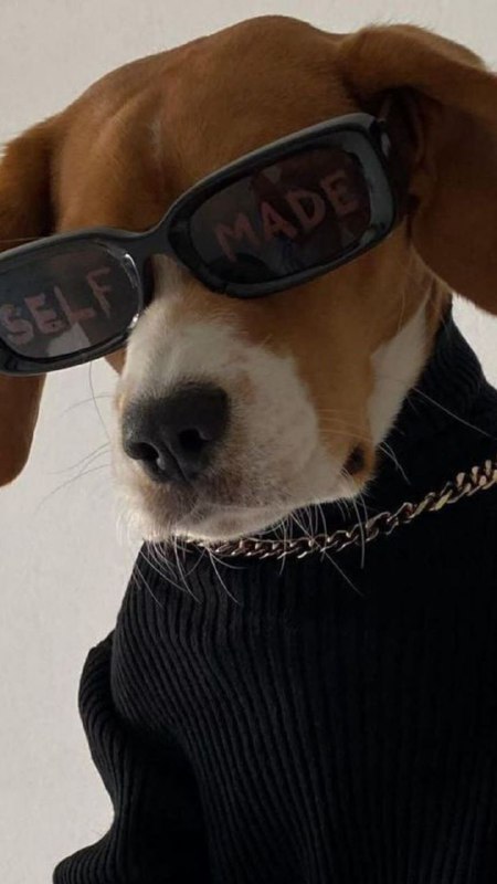 🐾فرشته نجات حیوانات🐾: dogdog