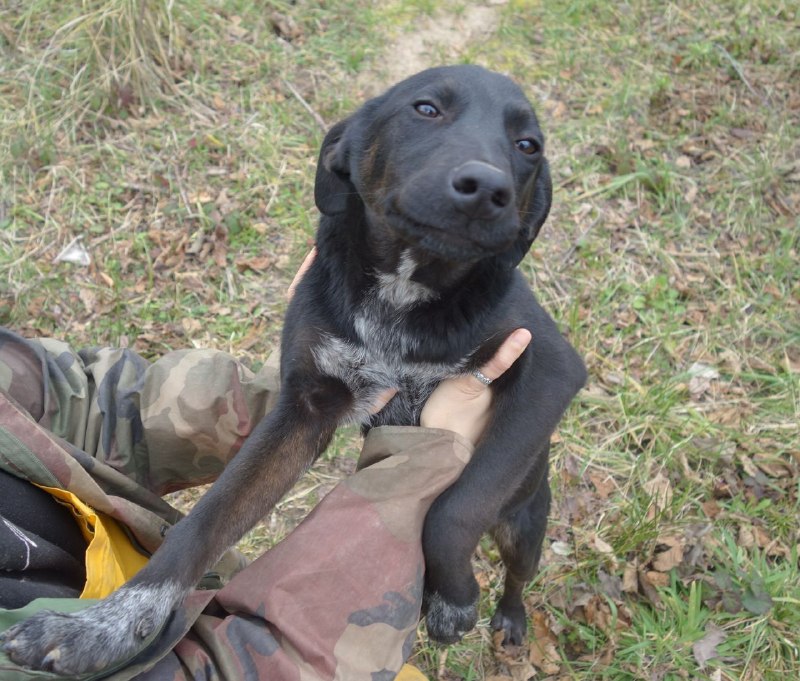 8-месячный чернокожий котёнок в поисках семьи