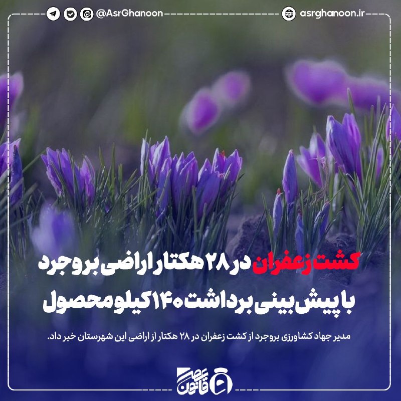 عصر قانون: ✳️کشت زعفران در ۲۸ هکتار اراضی بروجرد با پیشبینی برداشت ۱۴۰ کیلو محصول🔹مدیر جهاد کشاورزی بروجرد از کشت زعفران در 28 هک
