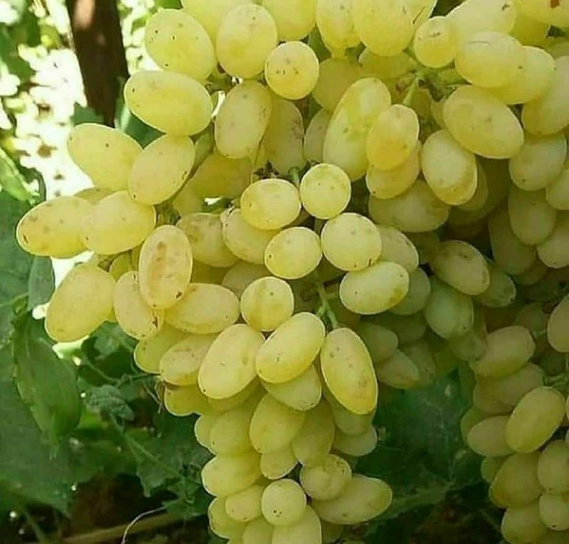 🍃شهرک ولیعصر محله مهربونی🍃: 🌷 امیرالمومنین امام علی (علیه السلام) :✍ اَلتَّقْوى ظاهِرُهُ شَرَفُ الدُّنْيا وَ باطِنُهُ شَرَفُ الاْخِرَةِ🖌 تقوا ، ظاهر
