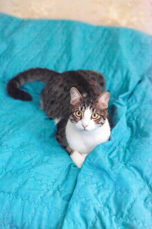 Финдус и Ако ищут дом! — фото 1