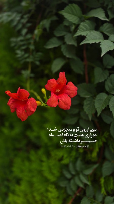 ༄ ریـــــاح༄: بین آرزوی تو و معجزهی خدادیواری هست به نام اعتمادصبر داشته باش 🤩🔹نوشهر_ مازندران📱Mobilegraphy