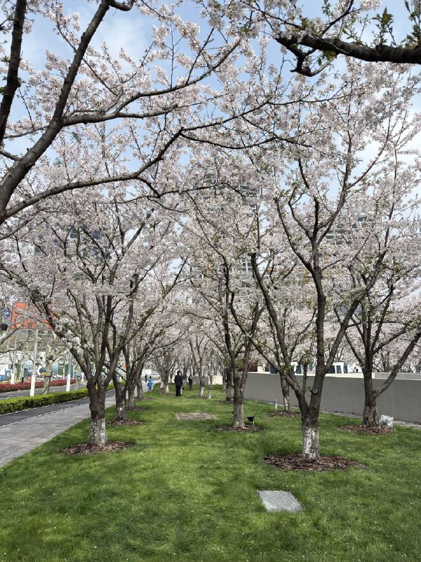 上海西岸的樱花林manner coffee 实在太高级了上海西岸的樱花林manner coffee 实在太高级了