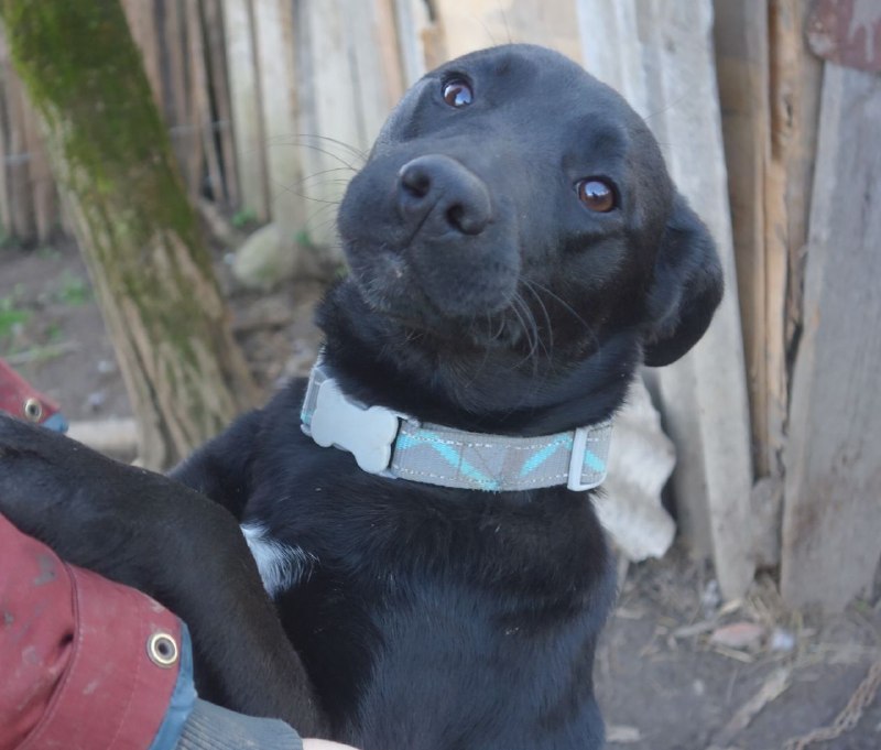 🐶💔 АРБУЗИНКА МЕЧТАЕТ О СВОЁМ ДОМЕ! 💘 — фото 1