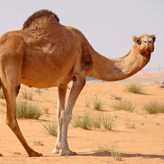 مرجع آموزش و نگهداری شتر