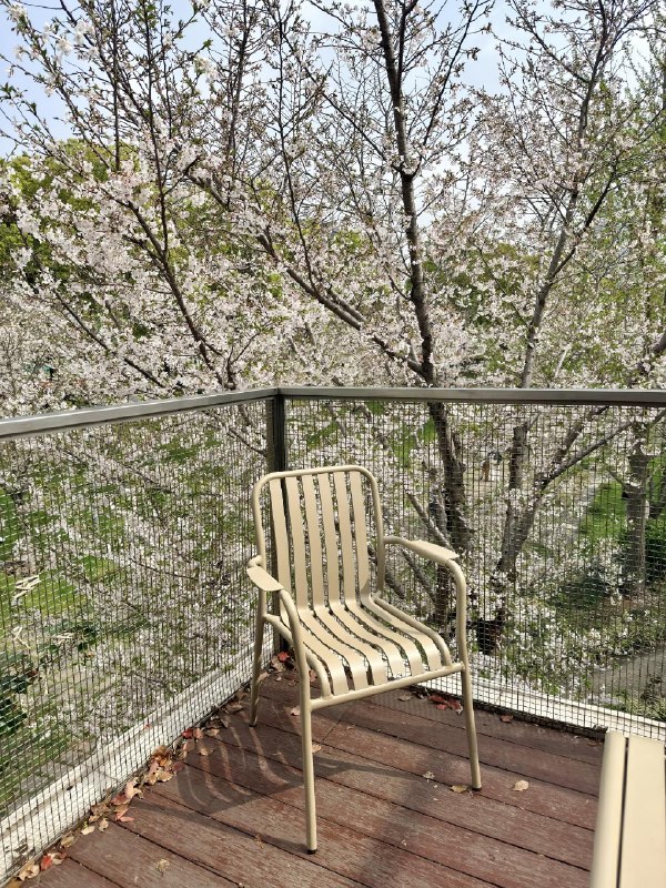 上海西岸的樱花林manner coffee 实在太高级了上海西岸的樱花林manner coffee 实在太高级了