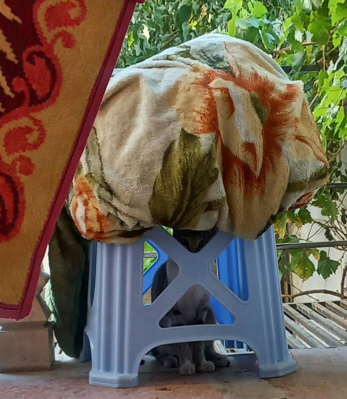 ادیـب فرهیـختـه: گربمون فک میکنه چون مامانم پتوهارو شسته میخواد اونم بشوره قایم شده...😂@adib_farhikhteh