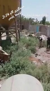 🔴 המשטרה תכננה לעצור פרה שהרגה את בעליה בפגיעת קרן במהלך מבצע מקצועי.