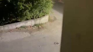 חלק מכוחות הכיבוש מסתערים על העיירה צידון, מצפון לטול כרם.