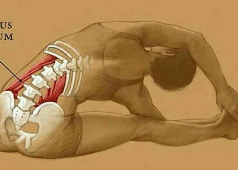 طب سنتی: این ماهیچه ای است که باعث ایجاد کمردرد میشود (☝️)روزانه این حرکت کششی را انجام دهید، تا این عضله تقویت شده و جلوی فشارها