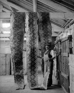 Drying snake skins in a warehouse at the Port of London, September 16, 1930.Time Machine | Historical Photo