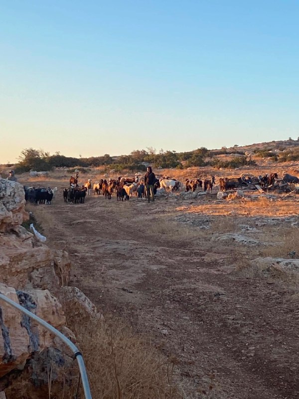 מתנחלים משחררים את משק החי שלהם ליד בתים פלסטינים בקהילת "ירזא", מזרחית לתייסיר, מזרחית לטובאס.