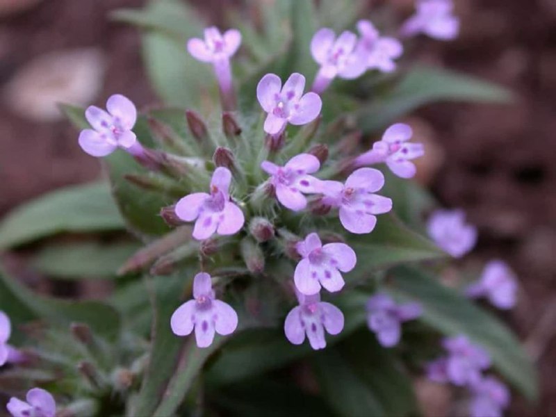 مجله تن سالم وطب سنتی: گیاه کاکوتی مناسب برای زنان در طب سنتی، گیاه کاکوتی یک بادشکن طبیعی است و به دلیل خواص ضد درد که دارد برای درمان کمرد در