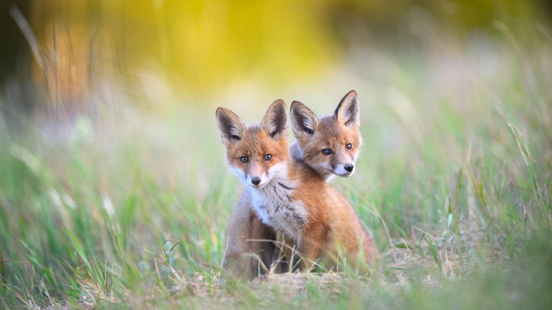 Plotting pawsTwo young red foxes at Karula National Park, Estonia (© Sven Zacek/Nature Picture Library)