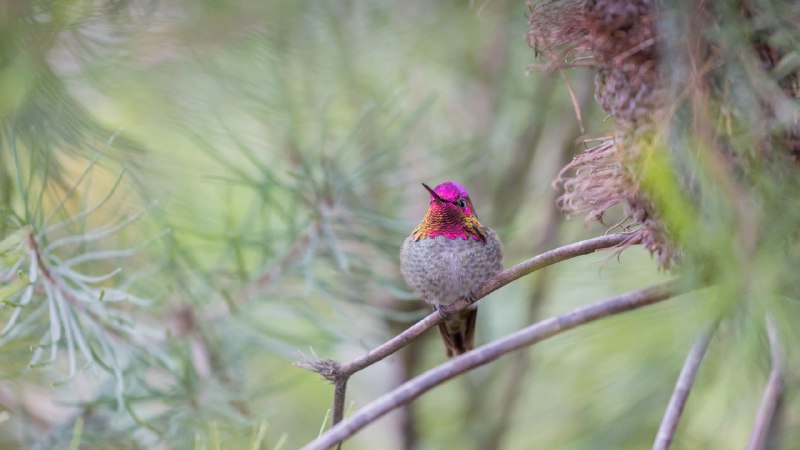 Humming alongAnna's hummingbird, Santa Cruz, California (© yhelfman/Getty Images)