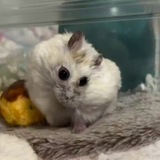 некая щпшность