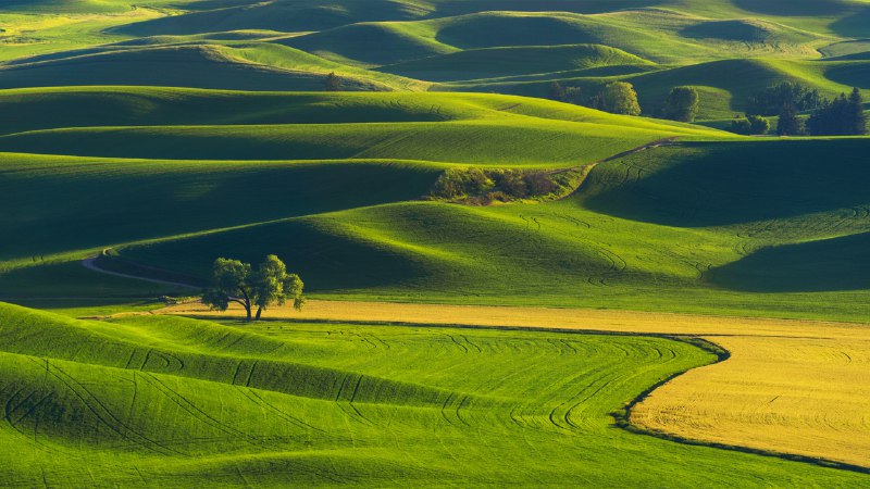 Nature's green quiltRolling hills of the Palouse, Washington (© svetlana57/Getty Images)