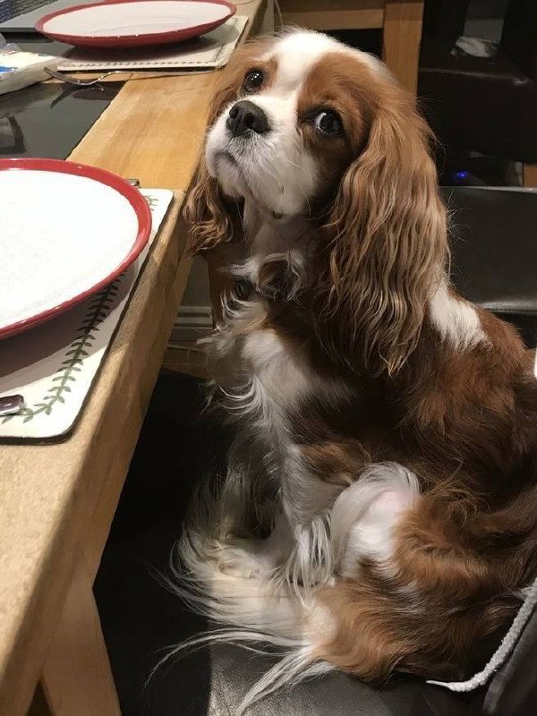 Питомцы в интерьере для вашего хорошего настроения Please open Telegram to view this post VIEW IN TELEGRAM - изображение 8 - telegram, view, питомцы