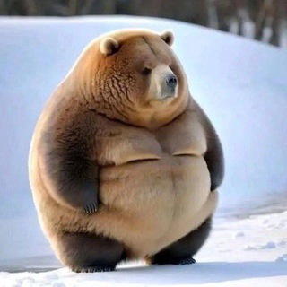 🐻BER ~ CTO🐻