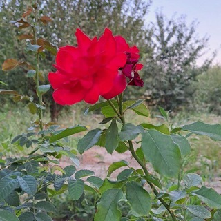 کمپین نجات