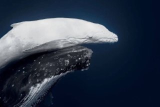 Настало время красивых фоточек. Зацените победителей World Nature Photography Awards 2026: https://lentach.media/svr0o