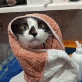 🐾 Лапки Кики 🤍