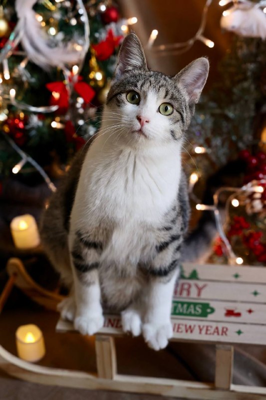 Миса ищет дом✨ — фото 1