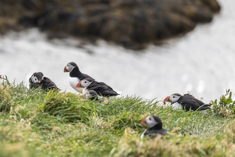 【夏蟲語冰．島嶼紀行】／峽灣小鎮賞海鸚(Puffin Watching & Eastern town)