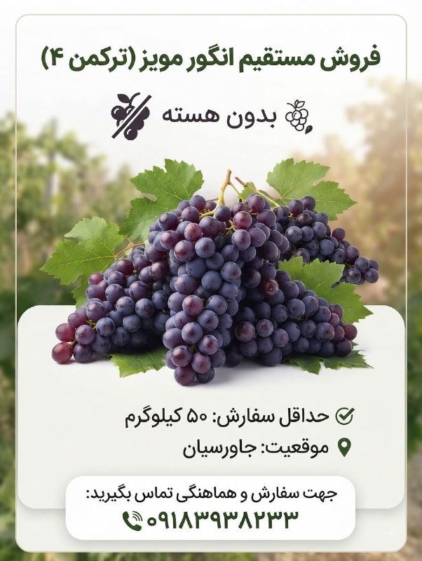 منطقه سرسبز شراء: فروش انگور مویز ( ترکمن ۴)بدون هسته از 20 کیلو به بالا آدرس جاورسیان 09183938233