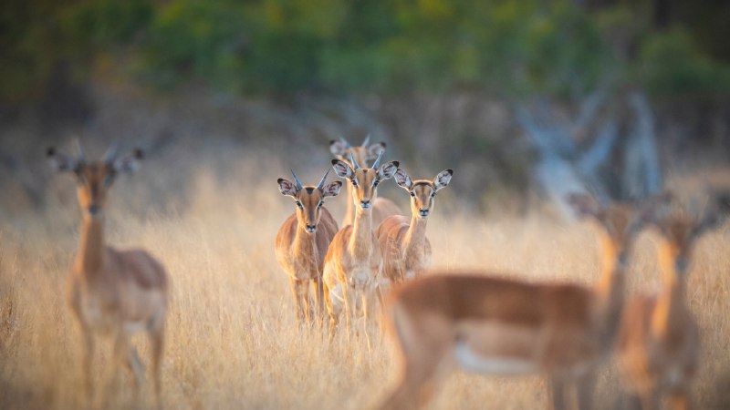 Herd on high alertA herd of impalas, Londolozi Game Reserve, South Africa (© Mint Images/Getty Images)