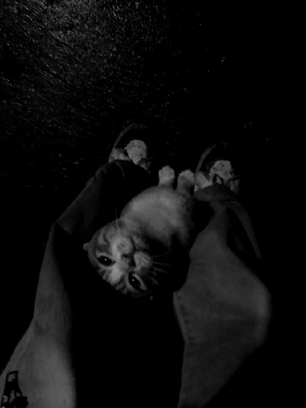 Autistic: Cat.Cat.