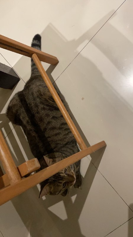 借了万用表，查了b站，终于找到原因了，淘宝上买个40块的风机换上就ok，我突然感觉自己好像在修星球大战里的R2一样😀（都是猫毛惹的祸）借了万用表，查了b站，终于找到原因了，淘宝上买个40块的风机换上就ok，我突然感觉自己好像在修星球大战里的R2一样😀（都是猫毛惹的祸）