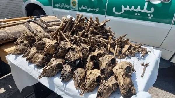 تَلخندسیاسی اجتماعی: 📛ابهام در پرونده کشف جمجمه ۴۱ آهو در چاهی در شاهینشهر⚪️فرمانده یگان حفاظت محیطزیست استان اصفهان: شواهد اولیۀ ماجرای کش