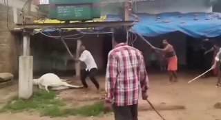 🇮🇳 A crowd attacked and damaged an electricity transformer in India after a cow was electrocuted by it 👀Follow us -> LiveLeak