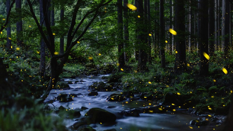 The poetry of vanishing lightFireflies glowing above a stream, Okayama Prefecture, Japan (© tdub303/Getty Images)