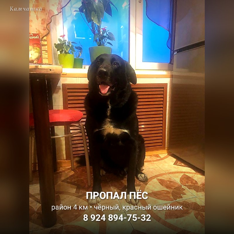 Пропал пёс в районе 4-го километра

Крупный чёрный пёс...