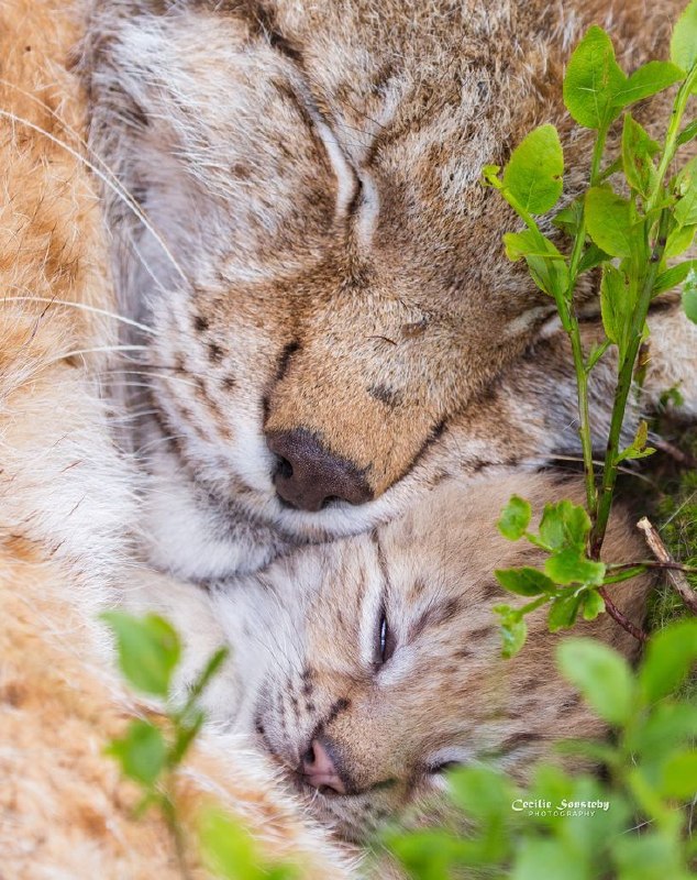 National Geographic farsi: Good night 😴 💙🌏 | @NationalGeographicFarsi